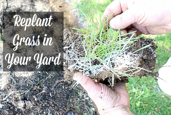Replant grass in your yard